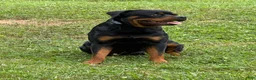 Rottweiler dogs for stud: Kane  - Ad 2