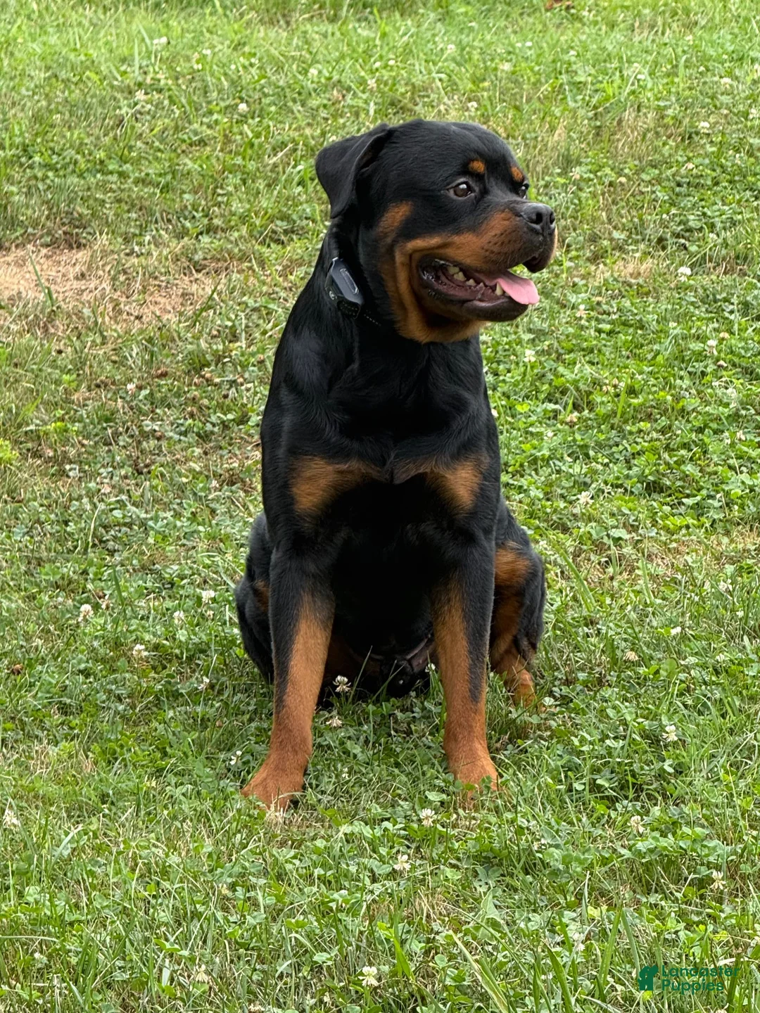 Rottweiler dogs for stud: Kane  - Ad 2