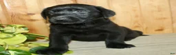 Labrador Retriever dogs for sale: Tucker - Ad 4