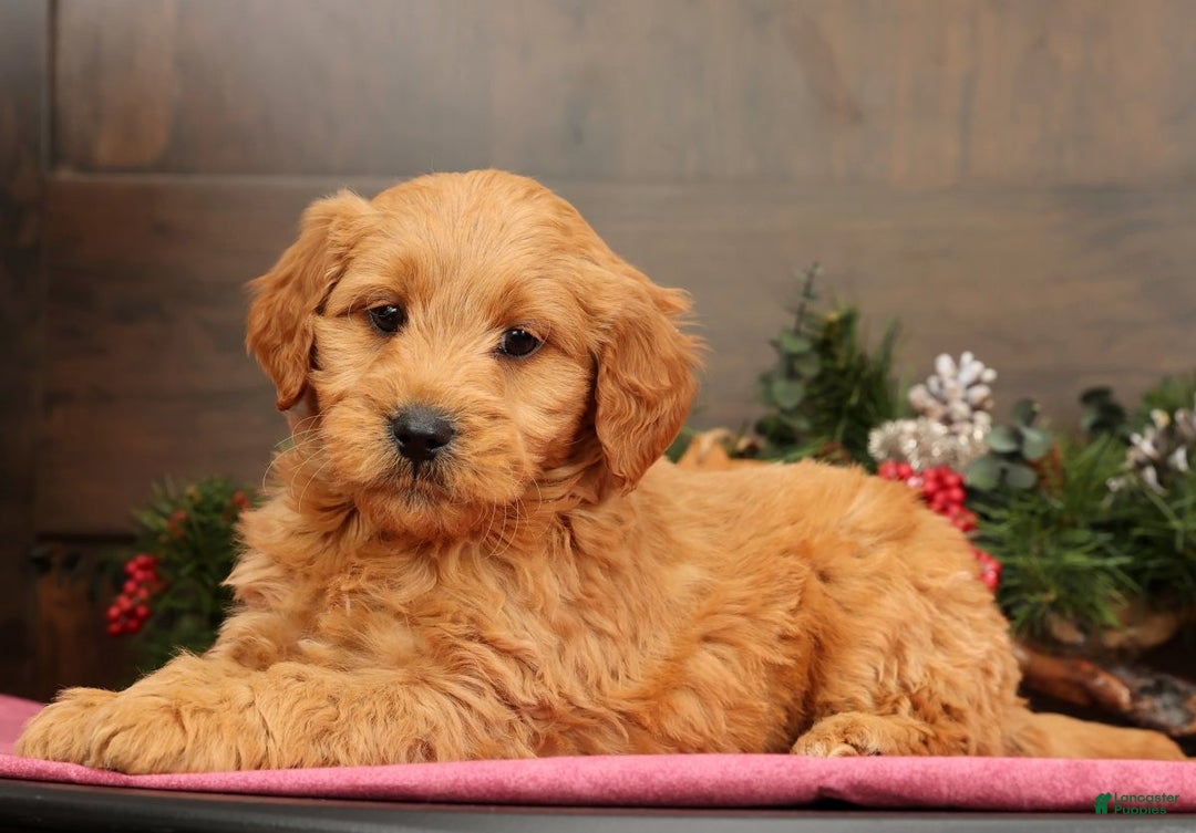 Mini Goldendoodle dogs for sale: Parker - Ad 2