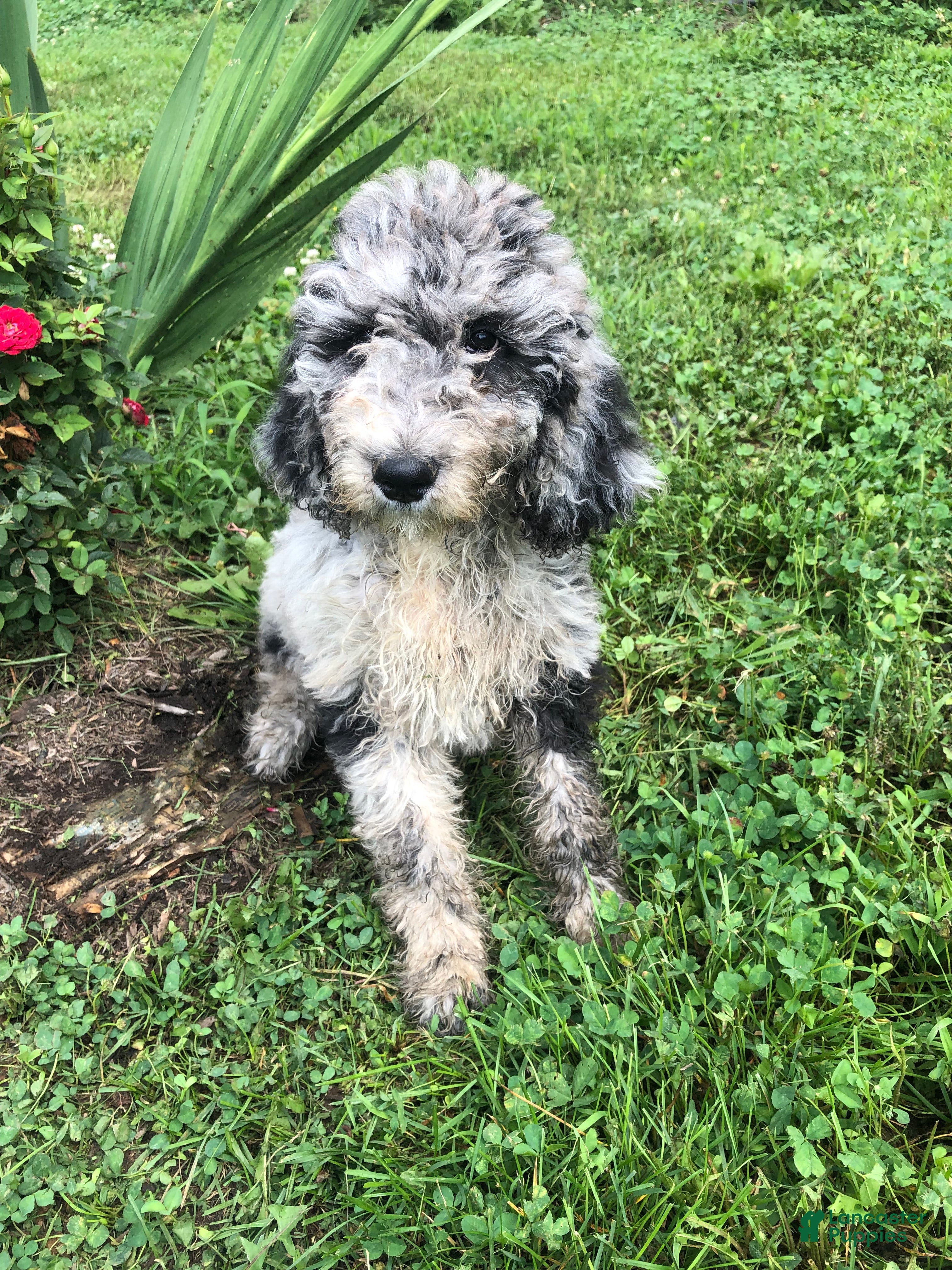 Goldendoodle dogs Goldendoodle 4 - Ad 1