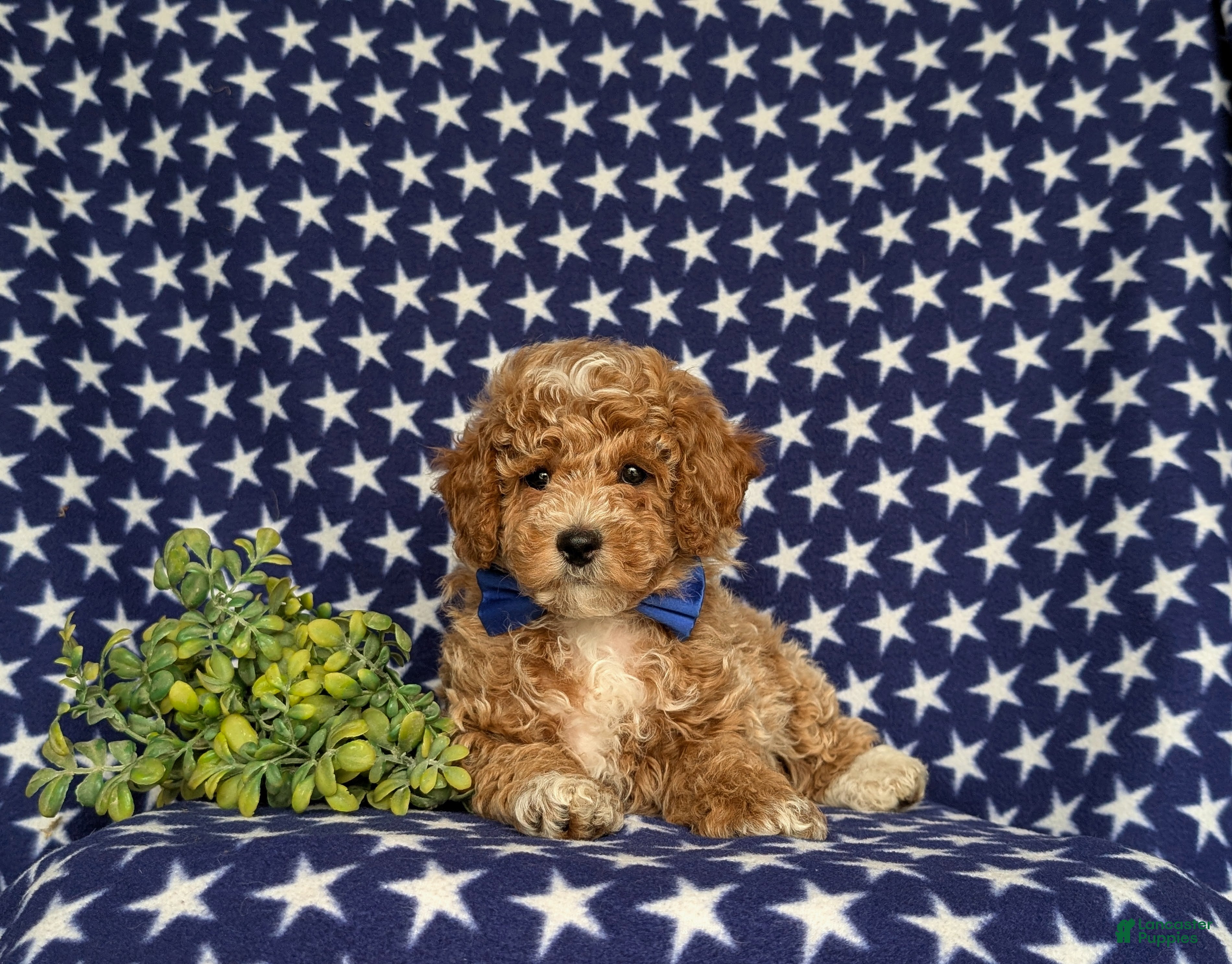 Miniature Poodle dogs for sale: Nygel - Ad 6