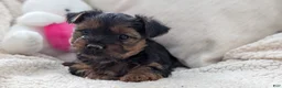 Yorkshire Terrier dogs for sale: Ariel - Ad 4
