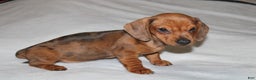 Miniature Dachshund dogs for sale: Snicker Mini  - Ad 6