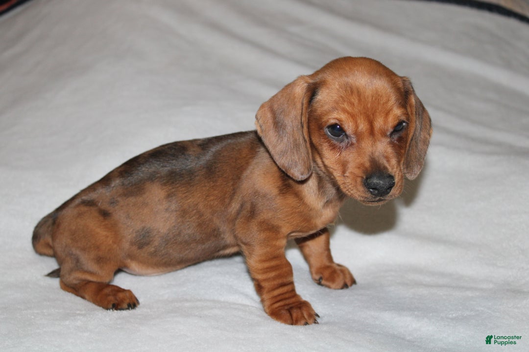 Miniature Dachshund dogs for sale: Snicker Mini  - Ad 6