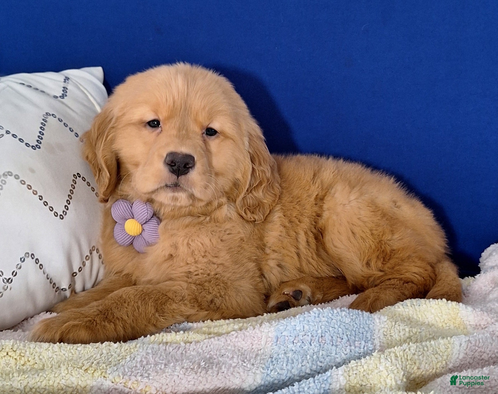 Golden Retriever dogs Willow - Ad 14