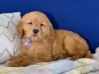 Golden Retriever dogs Willow - Ad 14