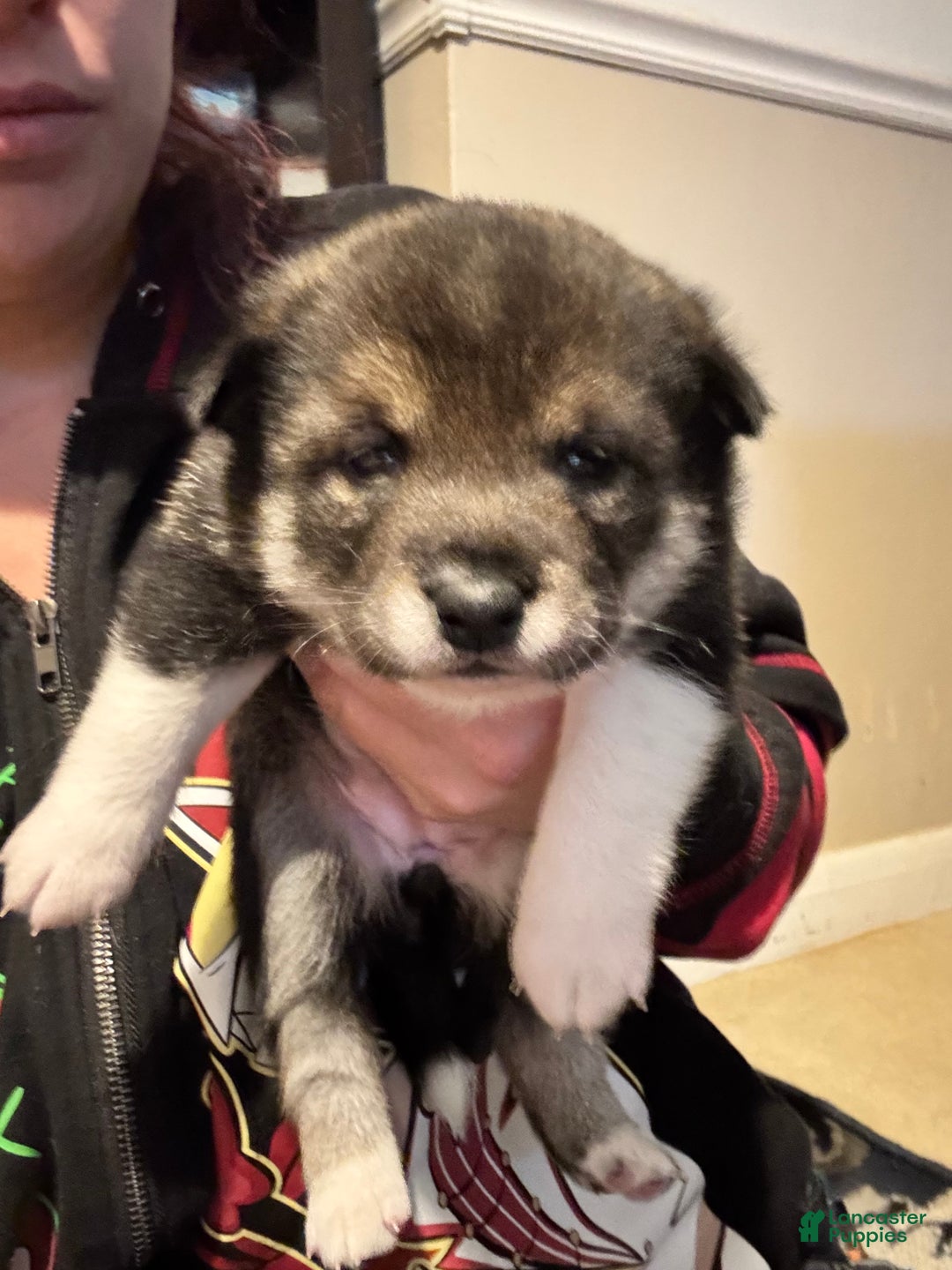 Shiba Inu dogs for sale: Shiba Inu Puppy 2 - Ad 10