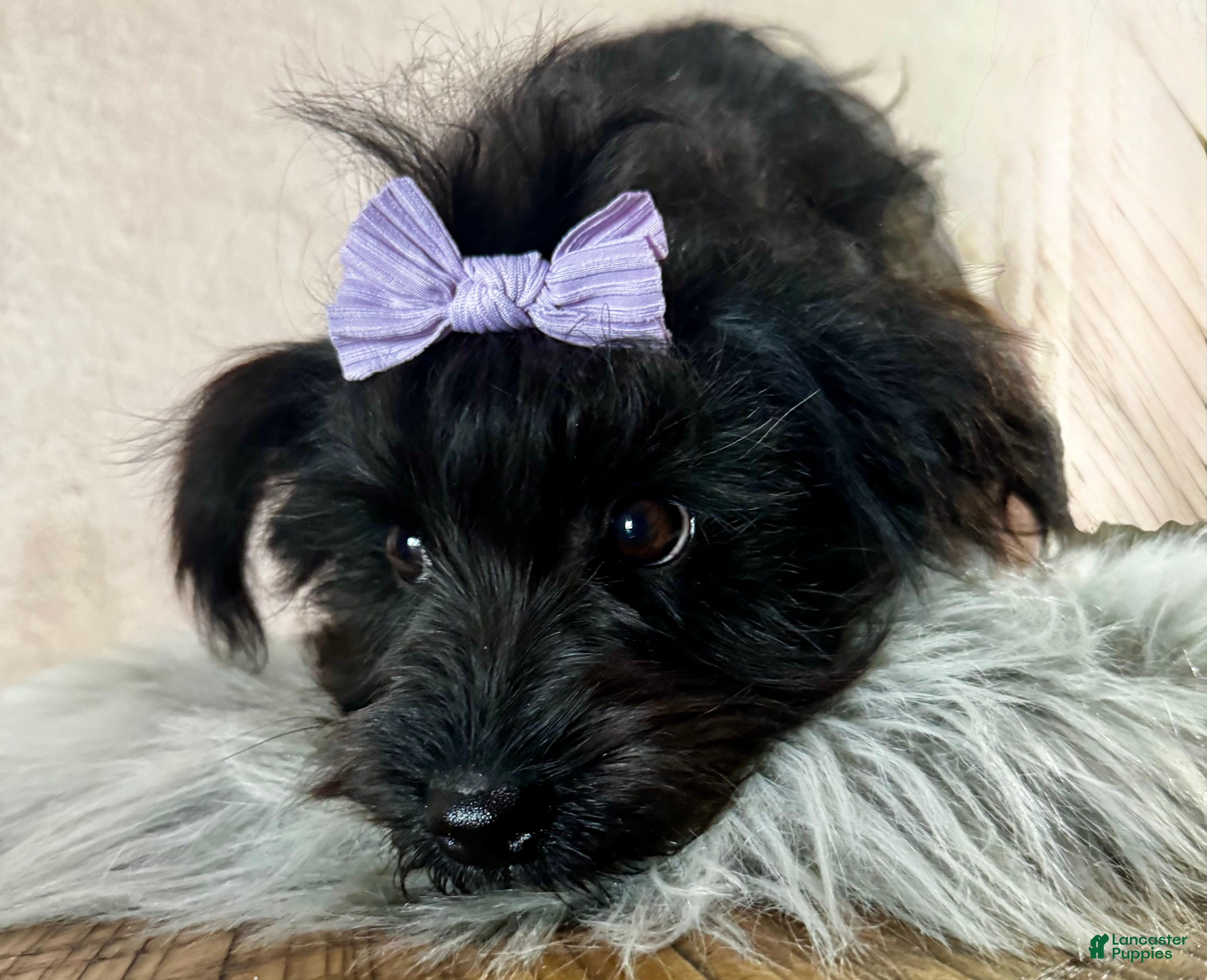 Yorkiepoo dogs Nikki - Ad 38