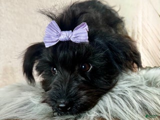 Yorkiepoo dogs Nikki - Ad 40