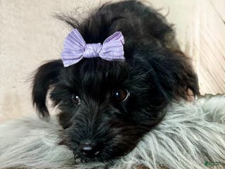 Yorkiepoo dogs Nikki - Ad 38
