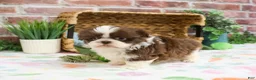 Shih Tzu dogs for sale: Andre  - Ad 9