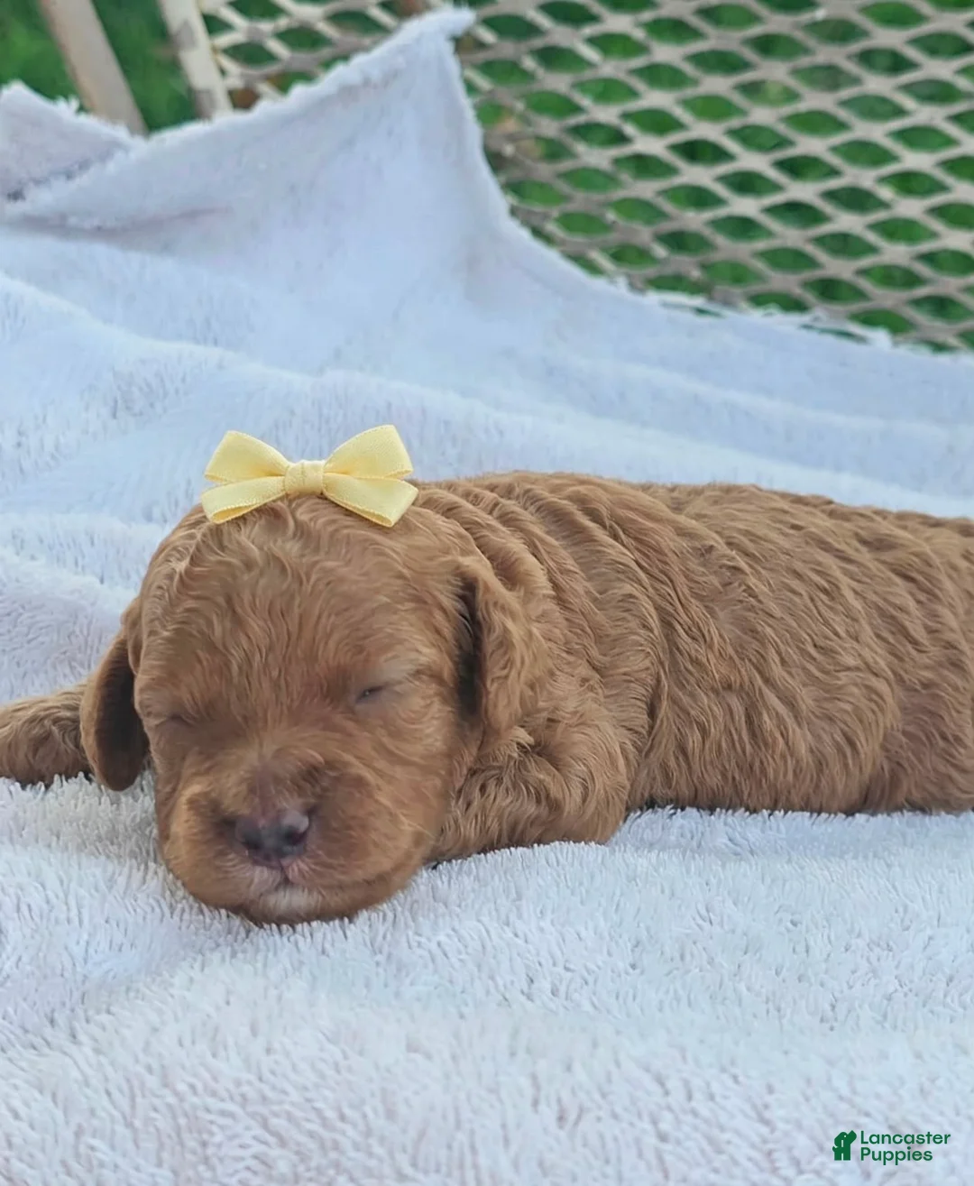Toy Poodle dogs for sale: Calista - Akc Toy Poodle - Ad 2