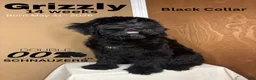 Giant Schnauzer dogs for sale: Grizzly - Ad 3