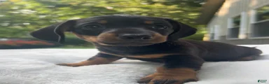 Oscar