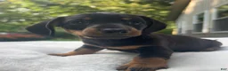 Miniature Dachshund dogs for sale: Oscar - Ad 1