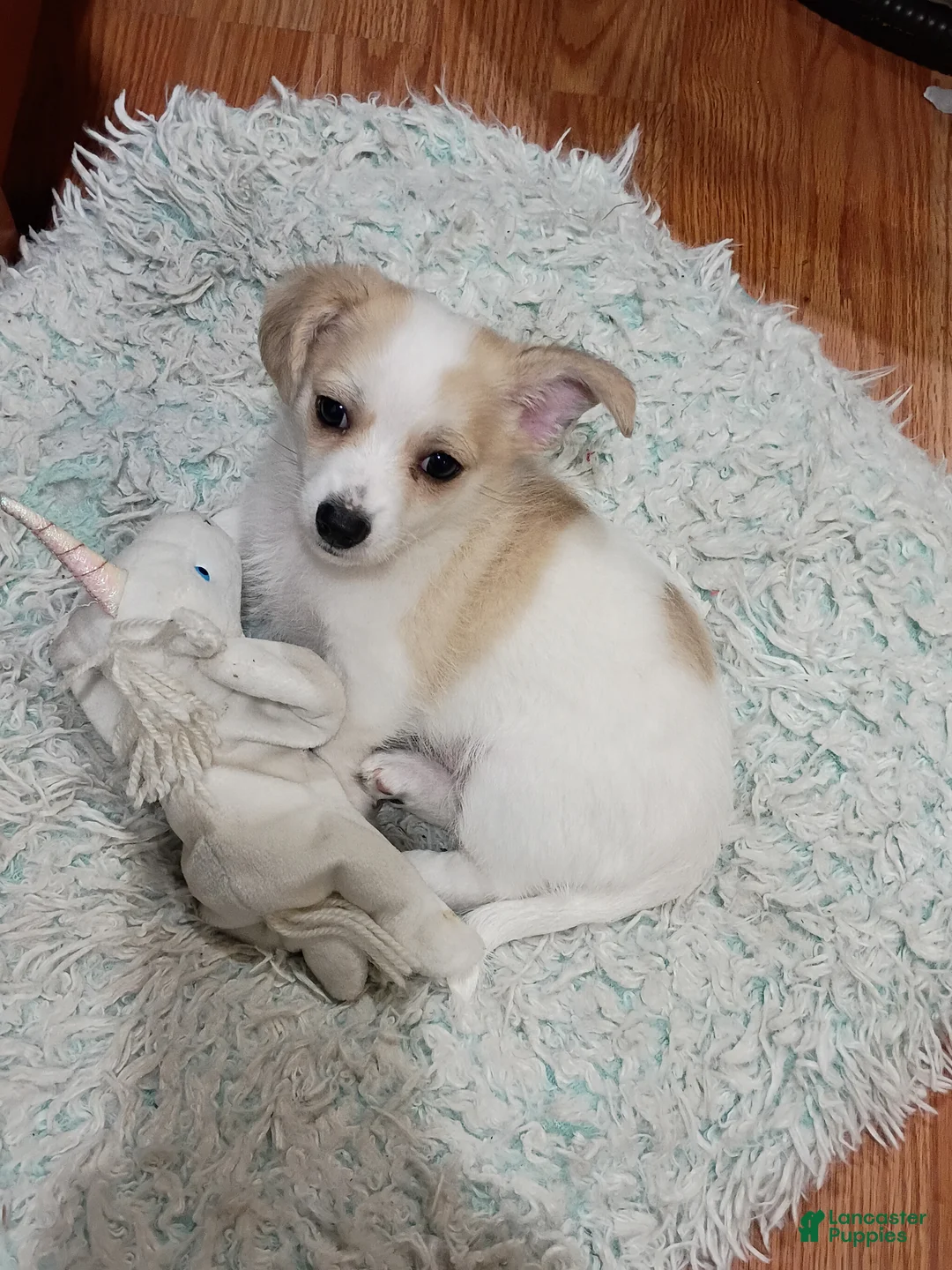 Mixed Breed dogs for sale: Mixed Breed 1 - Ad 2