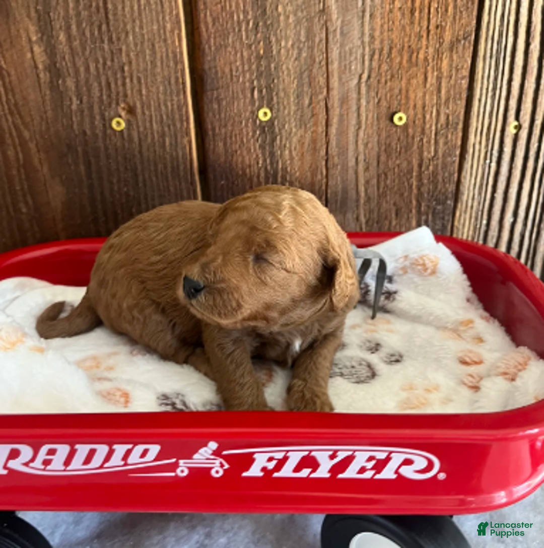 Mini Goldendoodle dogs for sale: Bagel - Ad 3