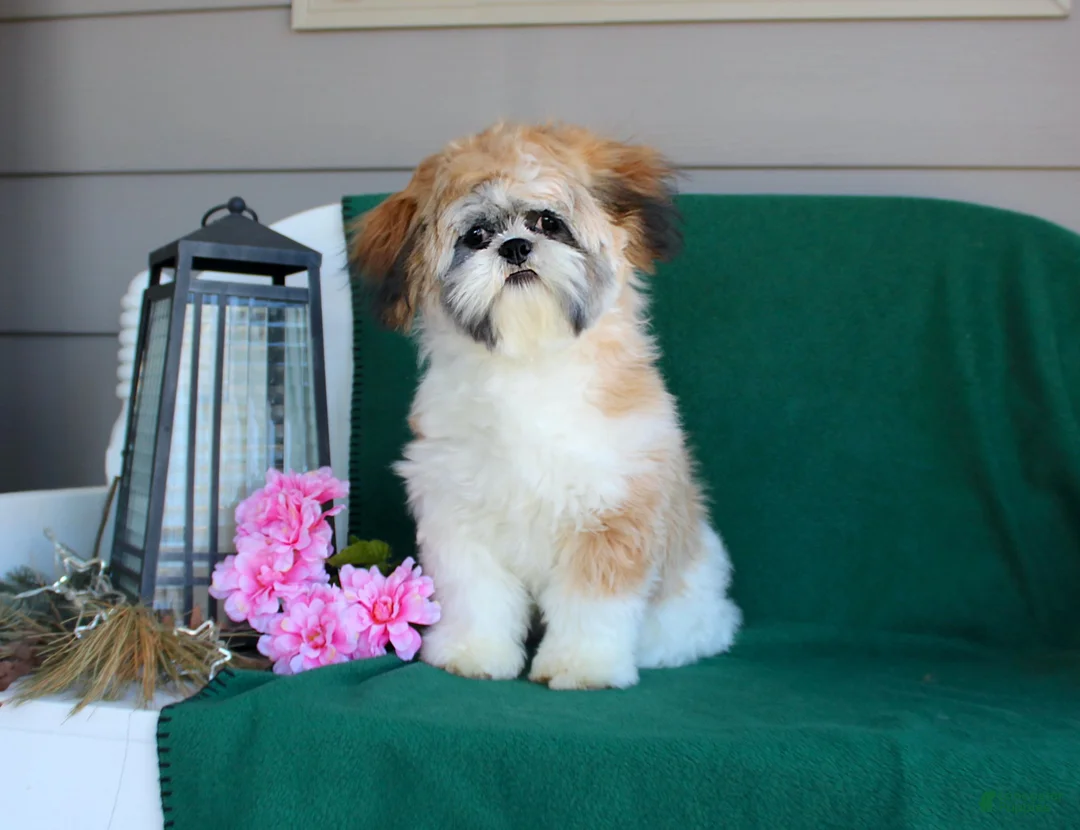 Shih Tzu dogs for sale: Polecat - Ad 7
