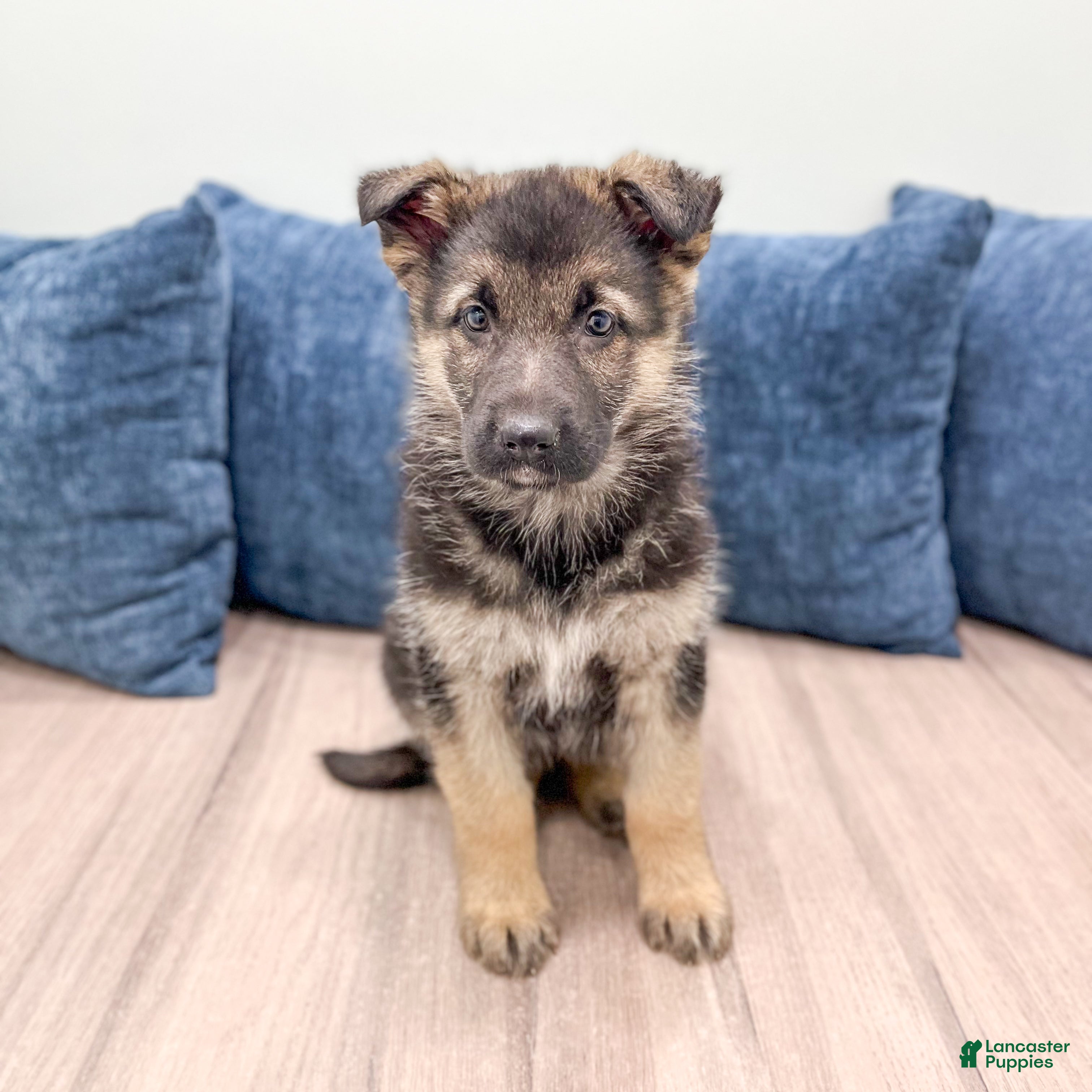 German Shepherd dogs Kezia - Ad 39