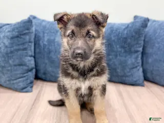 German Shepherd dogs Kezia - Ad 39