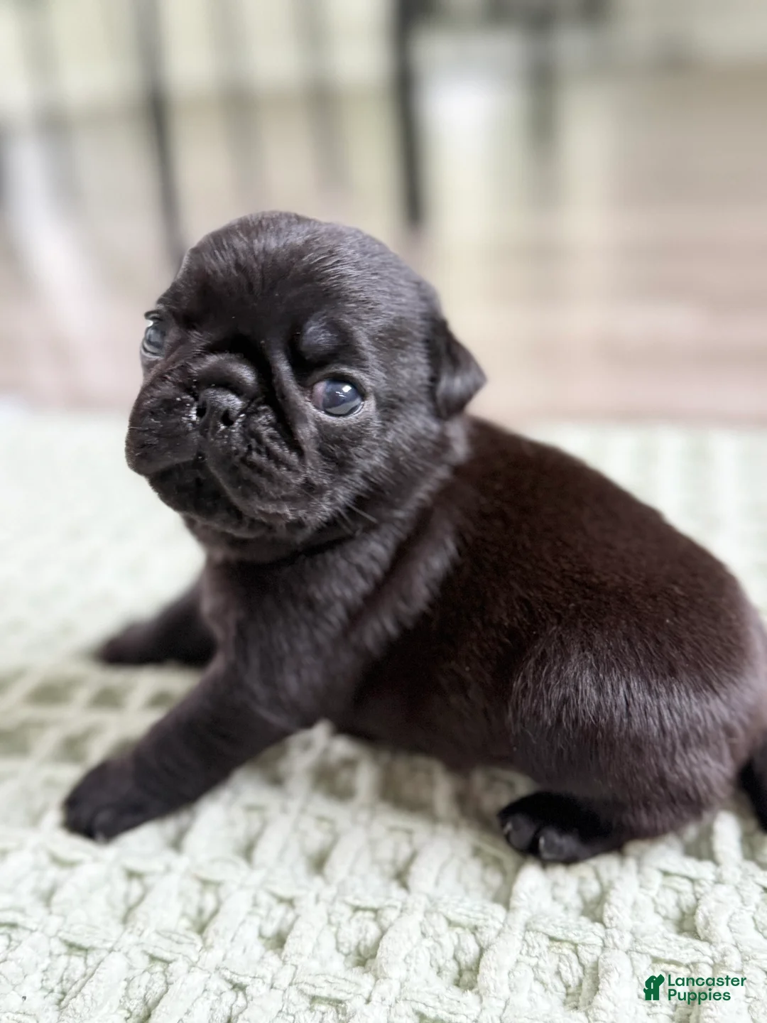 Pug dogs for sale: Pug Puppy  - Ad 1