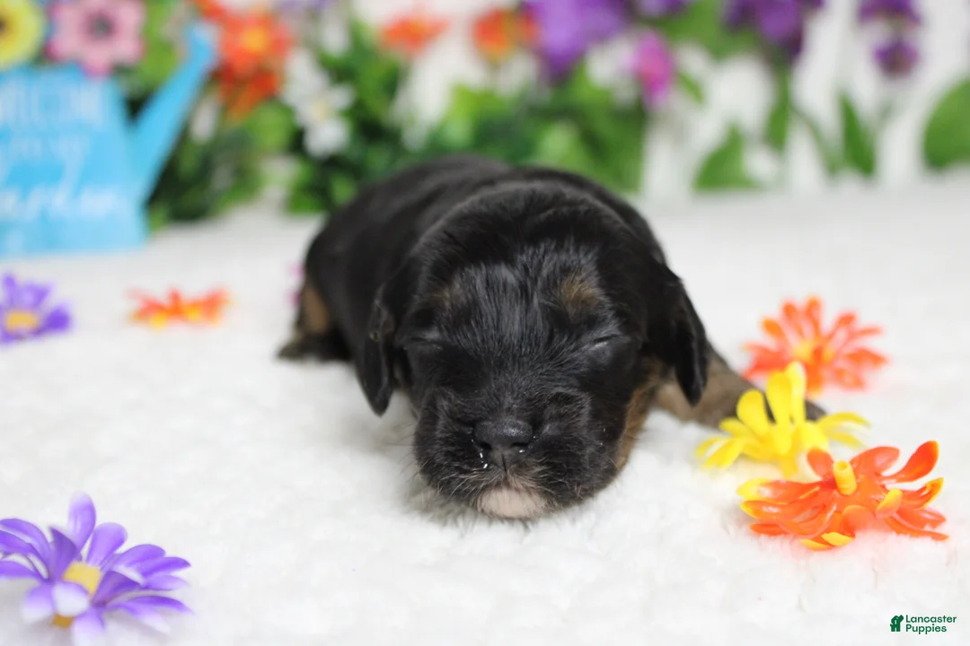 Cockapoo dogs for sale: Rocky  - Ad 2