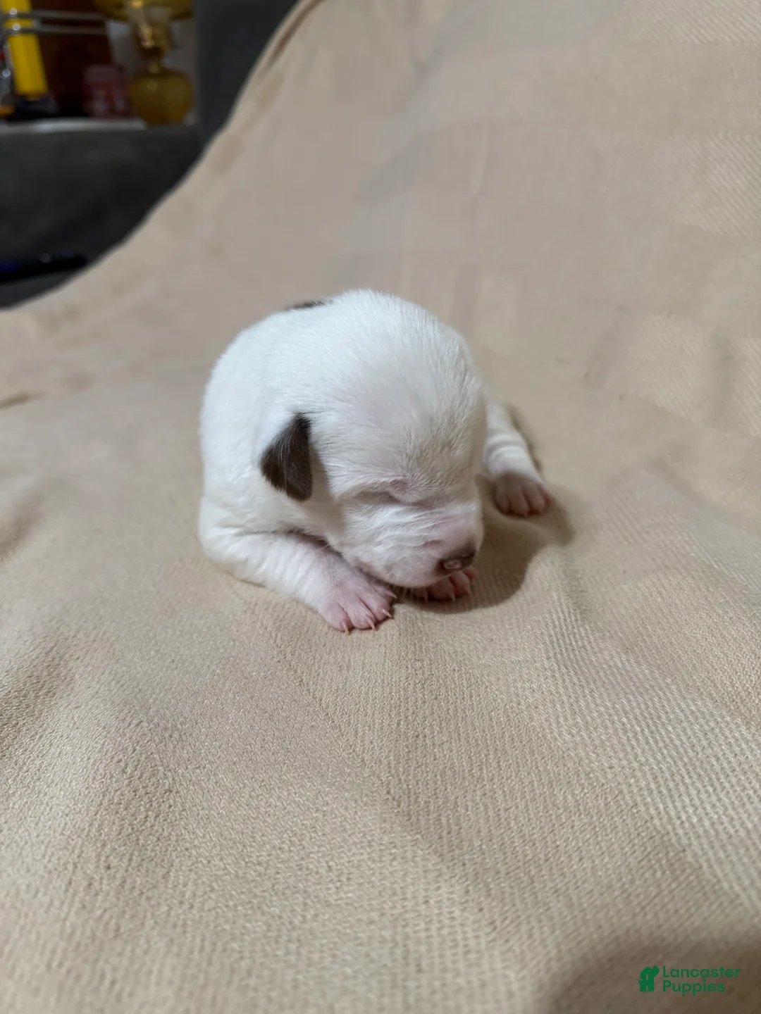 Mixed Breed dogs for sale: Honey - Ad 2