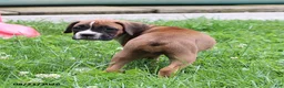 Boxer dogs for sale: Queenie - Ad 8