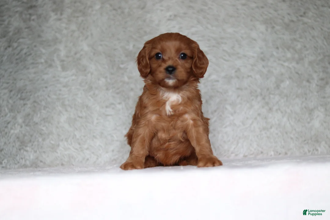 Cavapoo dogs for sale: Daisy  - Ad 1