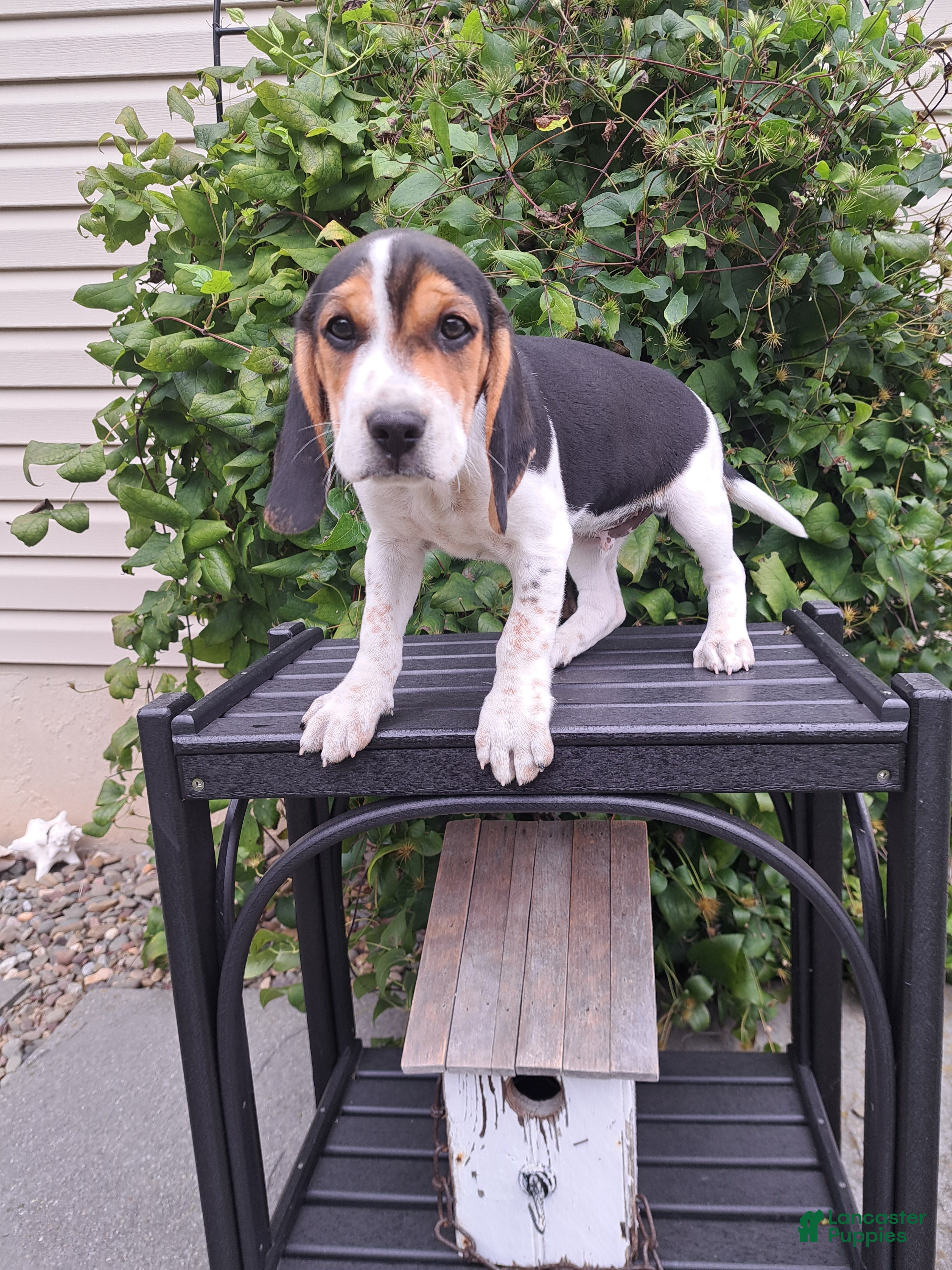 Beagle dogs ARCHIE - Ad 2