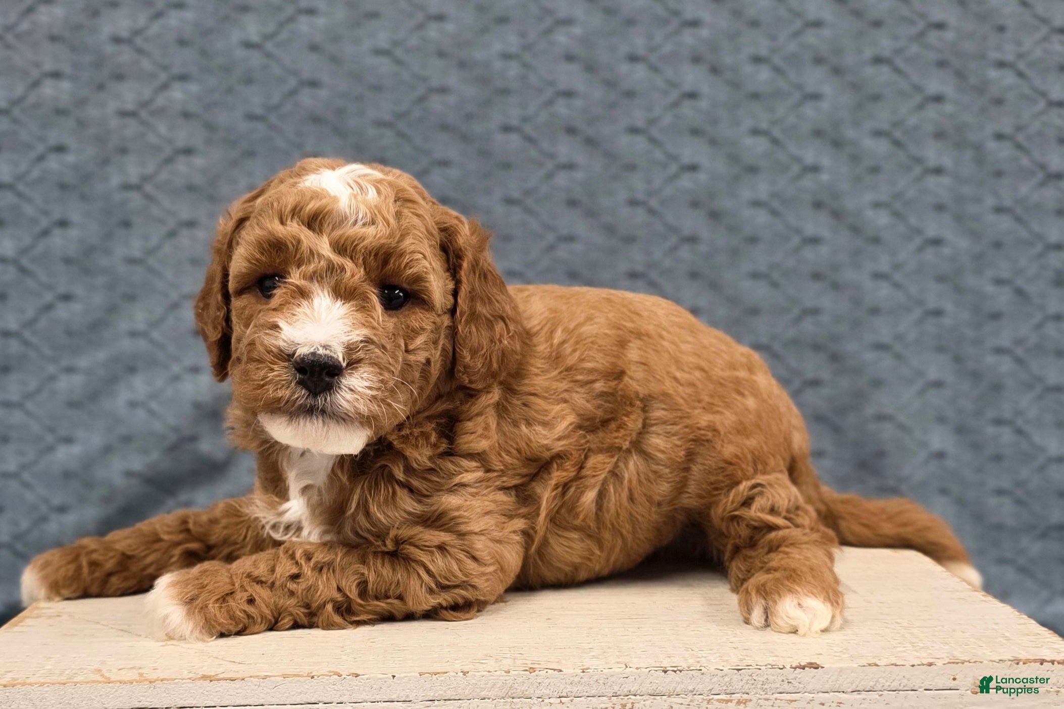 Miniature Poodle dogs Cooper - Ad 2