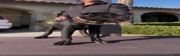 Cane Corso dogs for sale: Cane Corso 2 - Ad 6