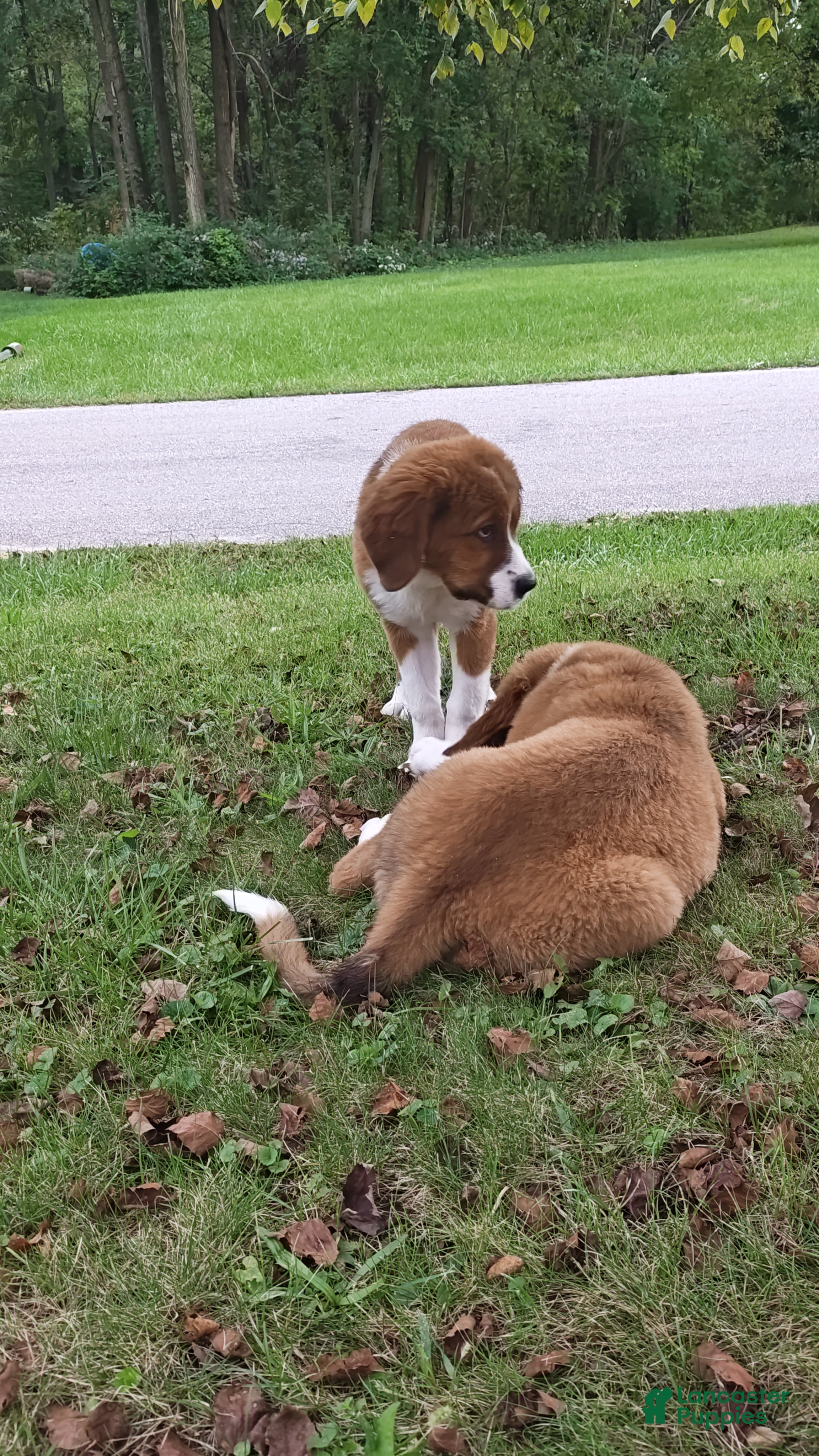 Mixed Breed dogs Marley - Ad 2