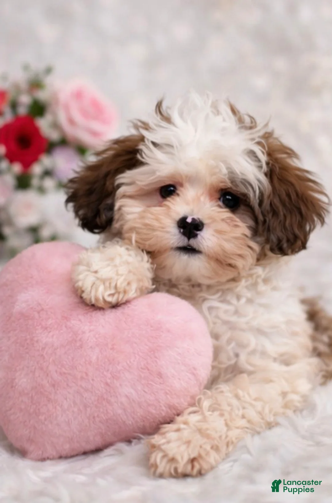 Shihpoo dogs for sale: Amore - Ad 4