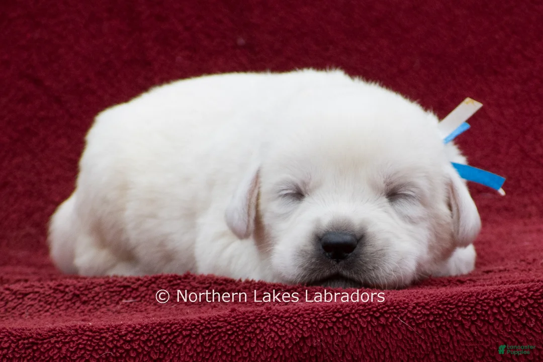 Labrador Retriever dogs for sale: Milo - Ad 1