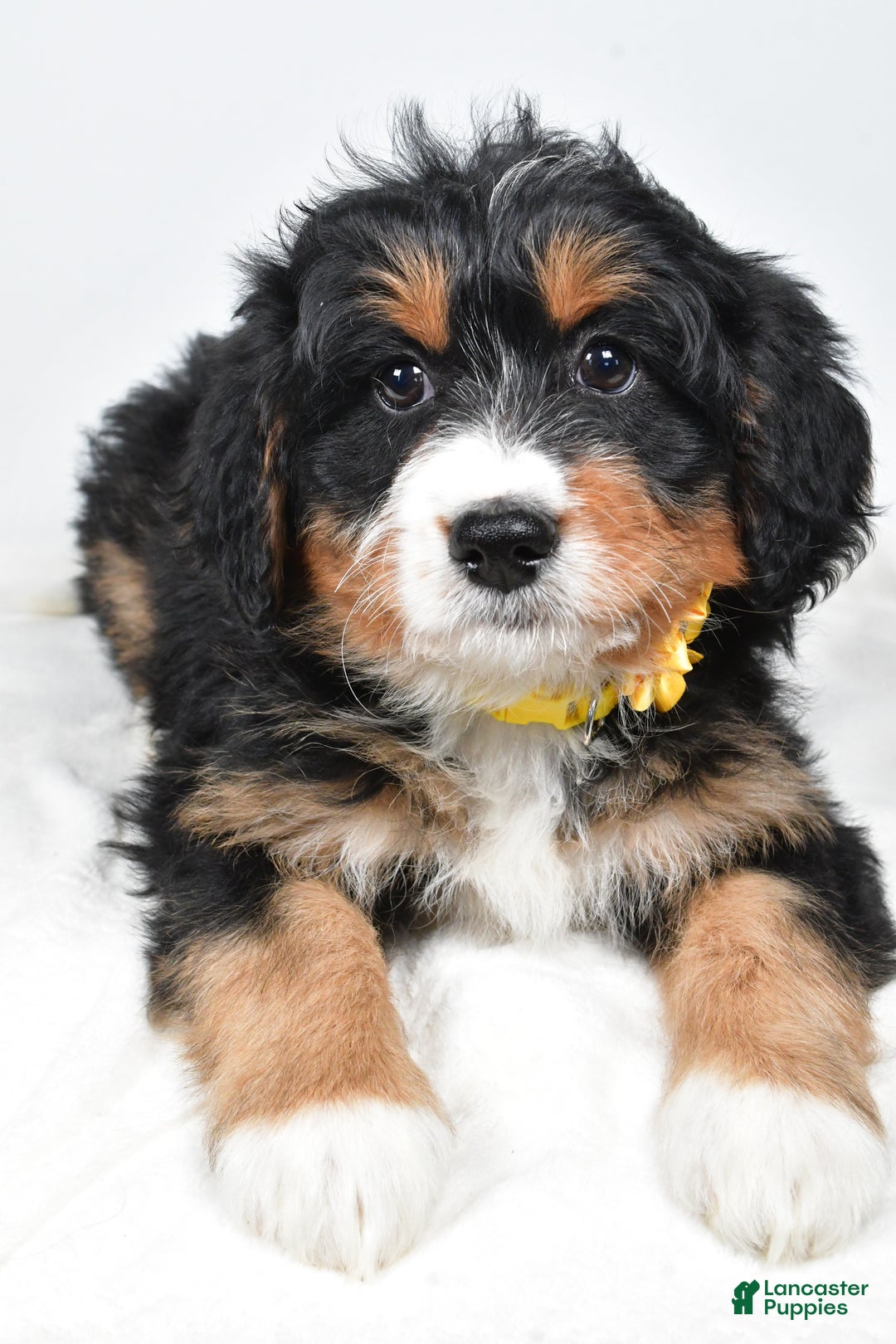 Mini Bernedoodle dogs for sale: Alice - Ad 5