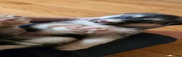 Gerberian Shepsky dogs for sale: Gerberian Shepsky 4 - Ad 7