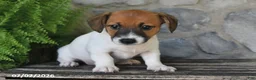 Jack Russell Terrier dogs for sale: Macy - Ad 4