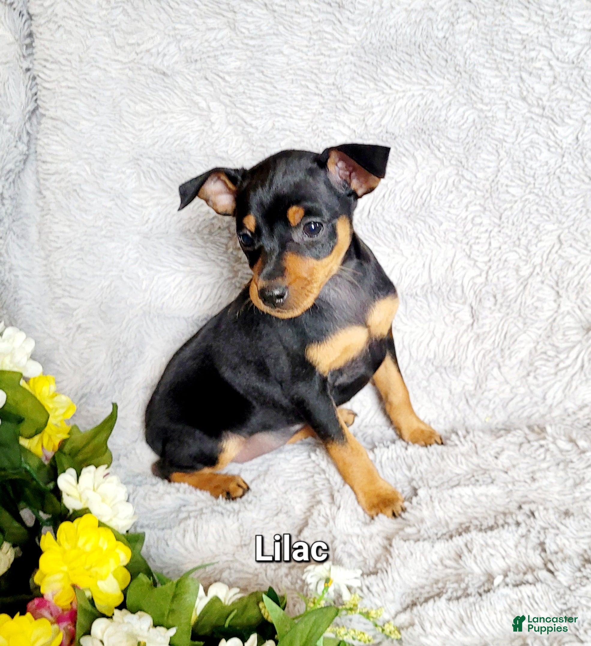 Miniature Pinscher dogs Lilac - Ad 14