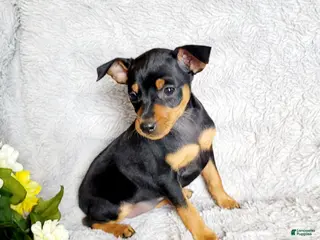 Miniature Pinscher dogs Lilac - Ad 12