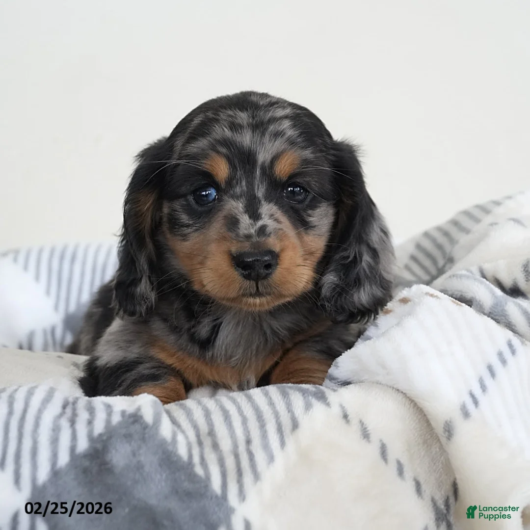 Miniature Dachshund dogs for sale: Captain - Ad 2