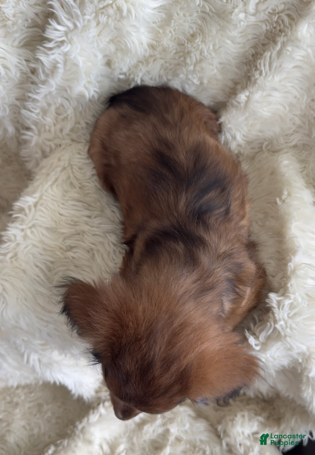 Miniature Dachshund dogs for sale: Teddy - Ad 11