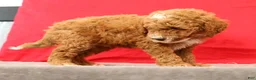 Miniature Poodle dogs for sale: Max - Ad 9
