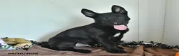 Belgian Malinois dogs for sale: Ron  - Ad 3