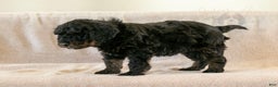 Bernedoodle dogs for sale: Aurora - Ad 15