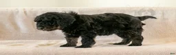 Bernedoodle dogs for sale: Aurora - Ad 15