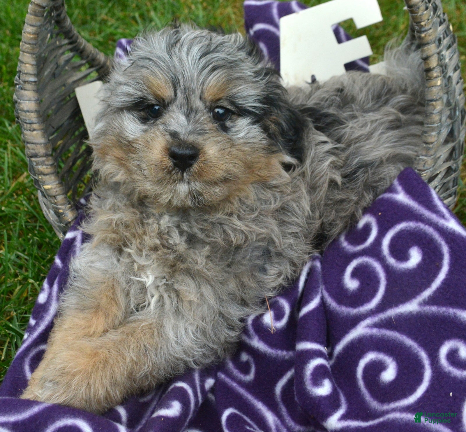 Bernedoodle dogs Blue Bernedoodle 3 - Ad 5