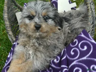 Bernedoodle dogs Blue Bernedoodle 3 - Ad 5