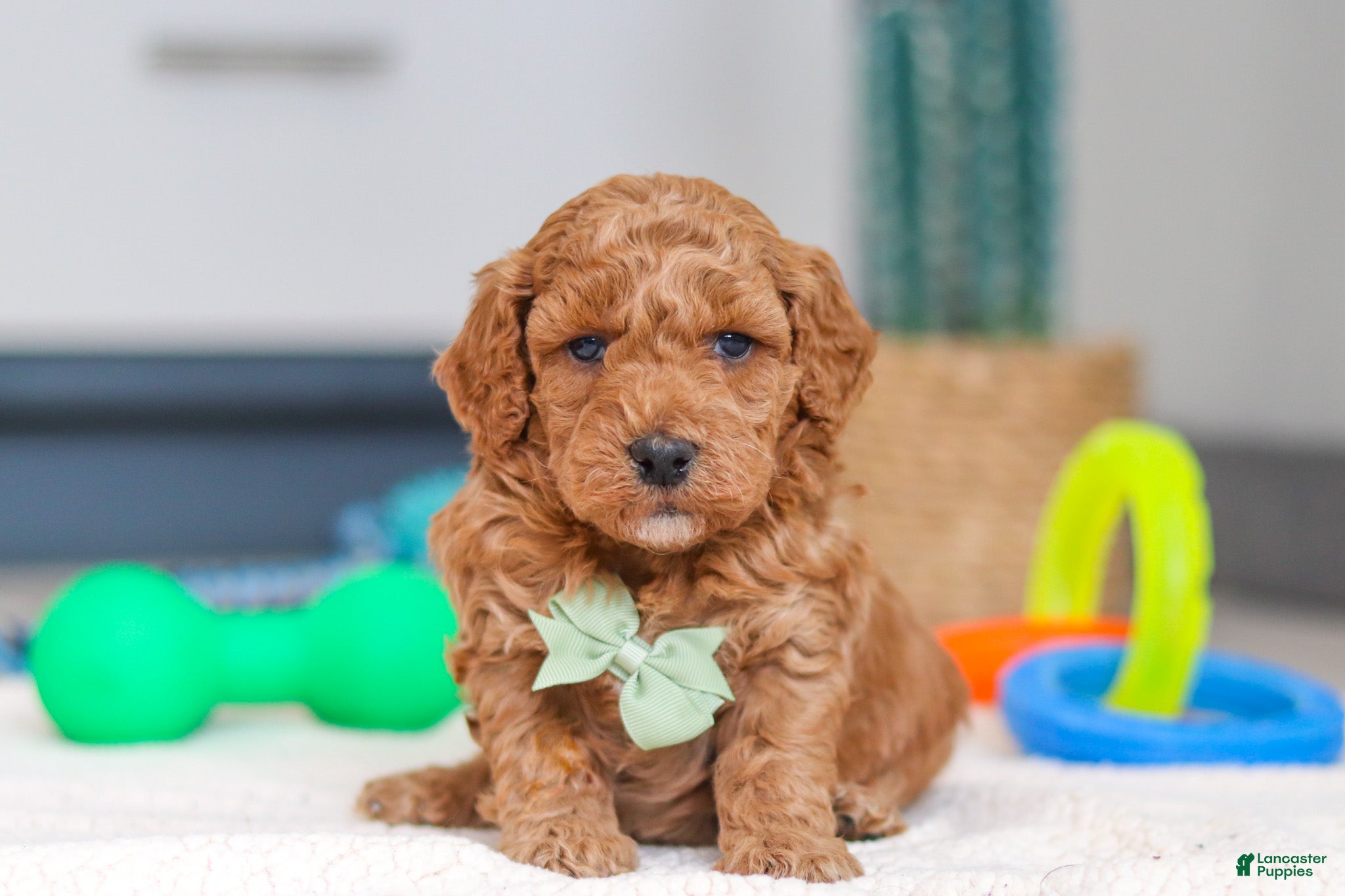 Mini Goldendoodle dogs Mack - Ad 34